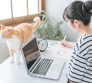 ネット無料
